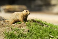 Tiere