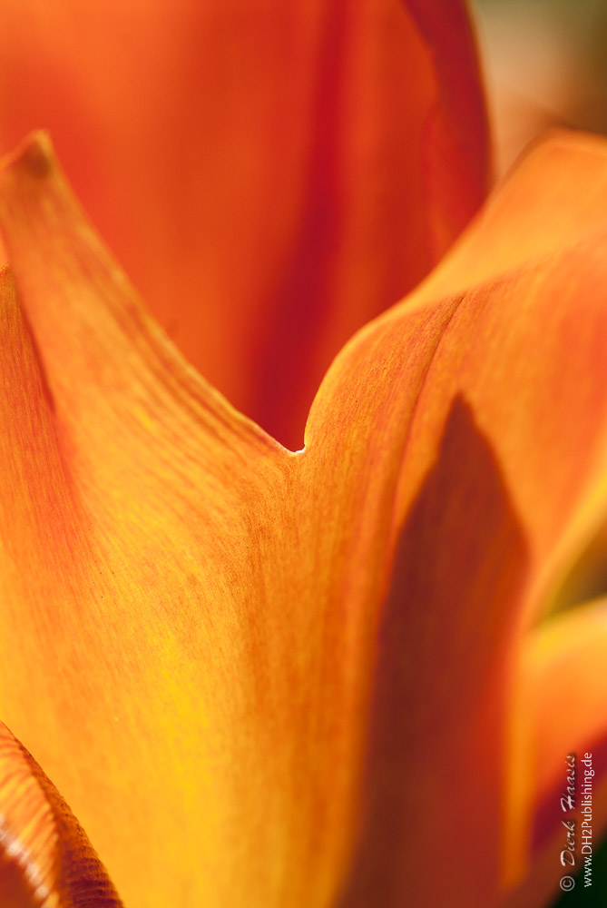 Closeup tulip