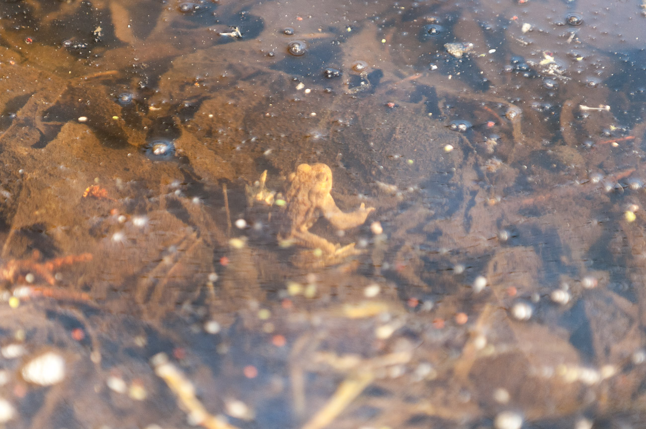 Moor Frogs