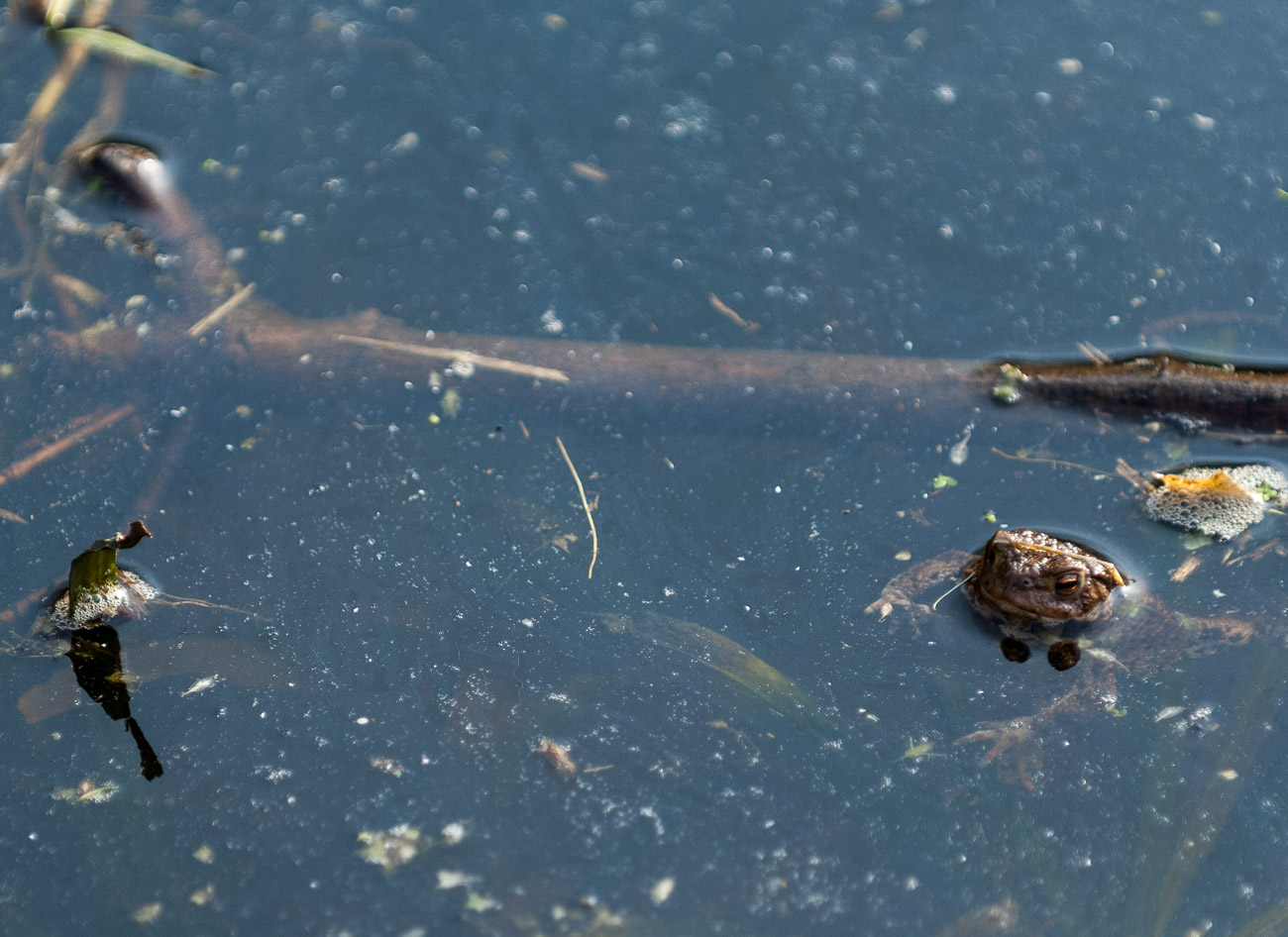 Moor Frogs