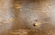Moor Frogs