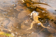 Moor Frogs