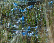 Moor Frogs
