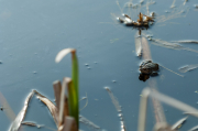 Moor Frogs