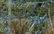 Moor Frogs