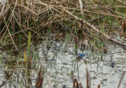 Moor Frogs