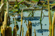 250406-Z9-Moorfrosche-4929