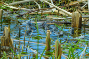 250406-Z9-Moorfrosche-5319