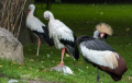 Black-crowned Crane and White Stork