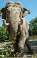 090525-D200-Hagenbeck-05529