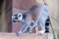 Ring-tailed Lemur