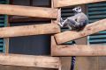 Ring-tailed Lemur