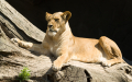 Lioness