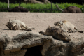 Warthog