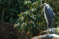 Marabou Stork