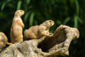 090525 - D2X Hagenbeck 6453