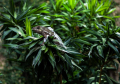 Chameleon
