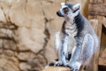 Ring-tailed Lemur