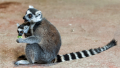 Ring-tailed Lemur