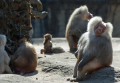 Hamadryas Baboon