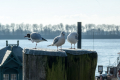 Gull