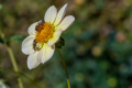 Dahlia