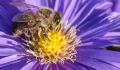 Rough-surface Aster