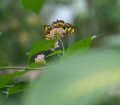 210722-D850-Schmetterlingsgarten-1023