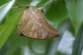 210722-D850-Schmetterlingsgarten-1041