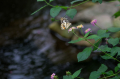 Water Margin