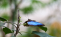 Brilliant Blue