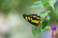 210722-D850-Schmetterlingsgarten-1221