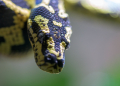 220414-D850-Tropen-Aquarium-7653