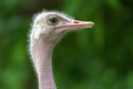 220705-D850-Tierpark-2133