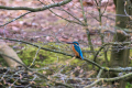 230319-Z9-Eisvogel-7414