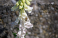 230528-Z9-Fruhling-0319