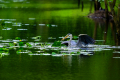 240622-Z9-Birds-3673