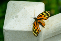 240911-Z9-Schmetterlingsgarten-9245