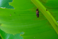 240911-Z9-Schmetterlingsgarten-9278