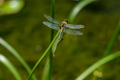 250622-Z9-Libellen-9335