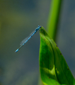 250622-Z9-Libellen-9373