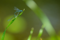 Damselfly Trying Out Sex