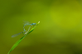 Damselfly Trying Out Sex