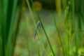 250622-Z9-Libellen-9772