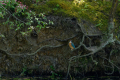 A Common Kingfisher Looks up
