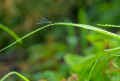 Eurasian Bluet After the Rain