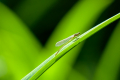 260524-Z9-Botanischer-Garten-2950