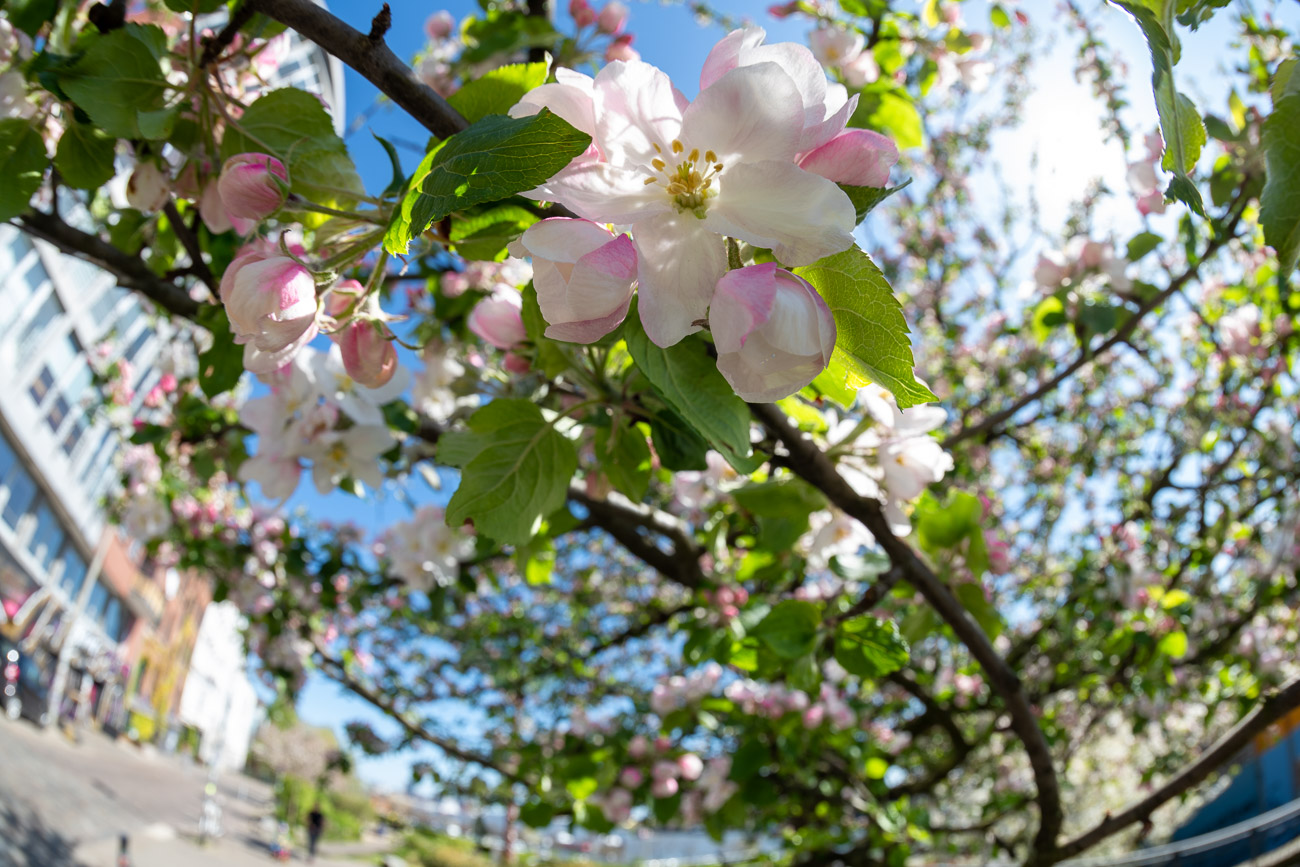 Apples Blossoming in Hamburg-St. Pauli