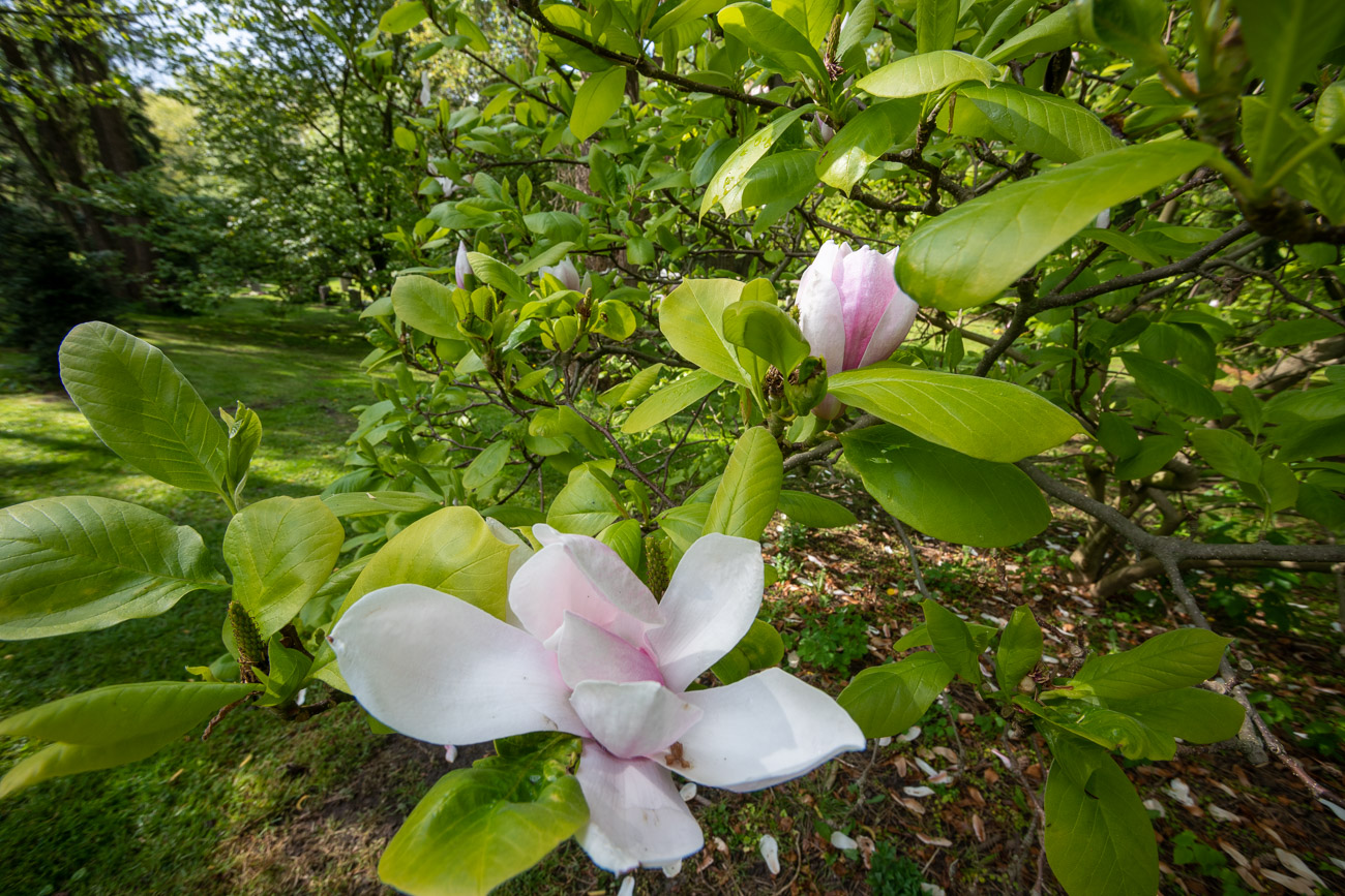 Last of the Magnolias