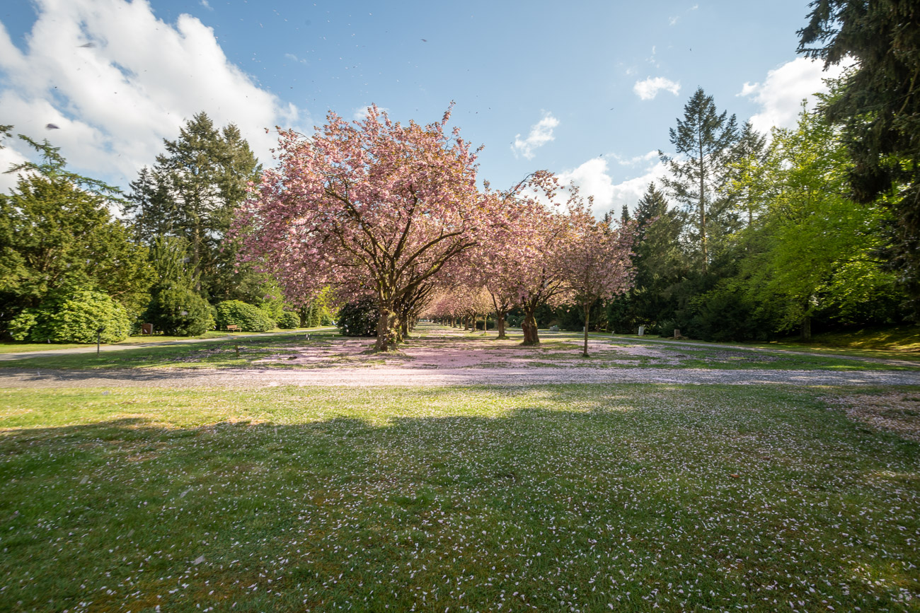 Kirschblüte auf dem Friedhof